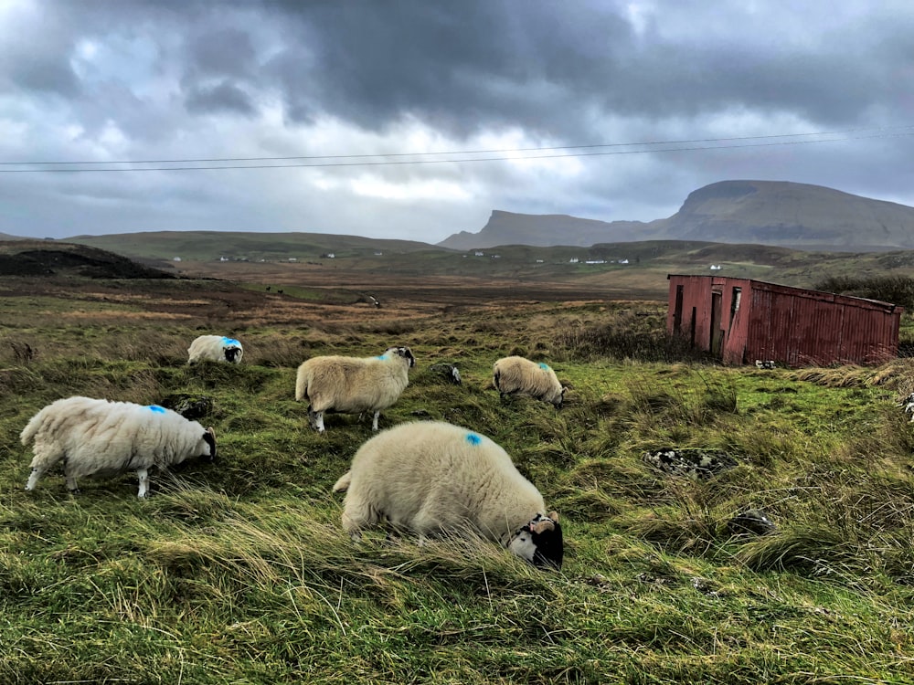 herd of sheep on green grass field under white clouds during daytime