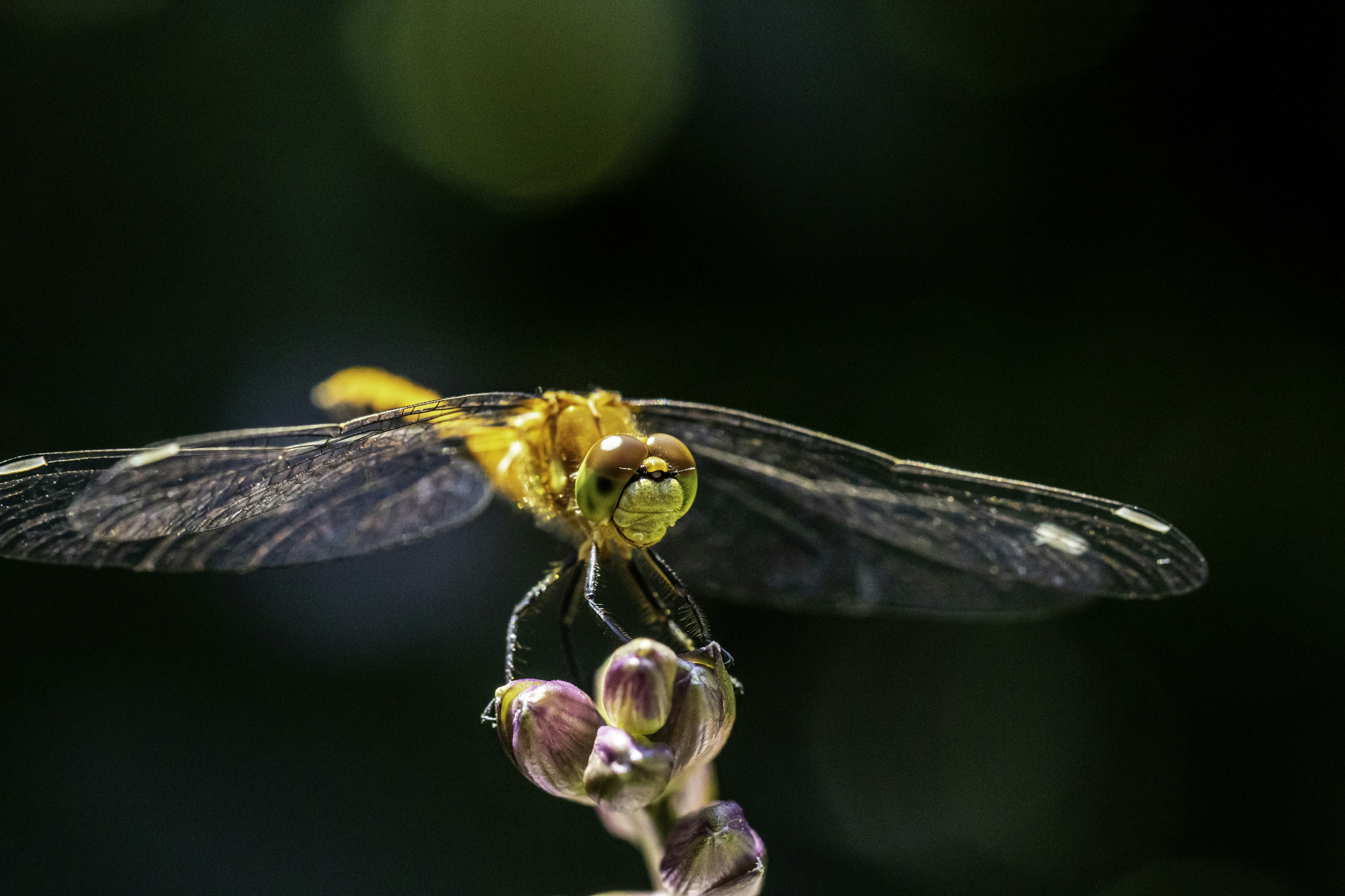 Photo by camerauthor