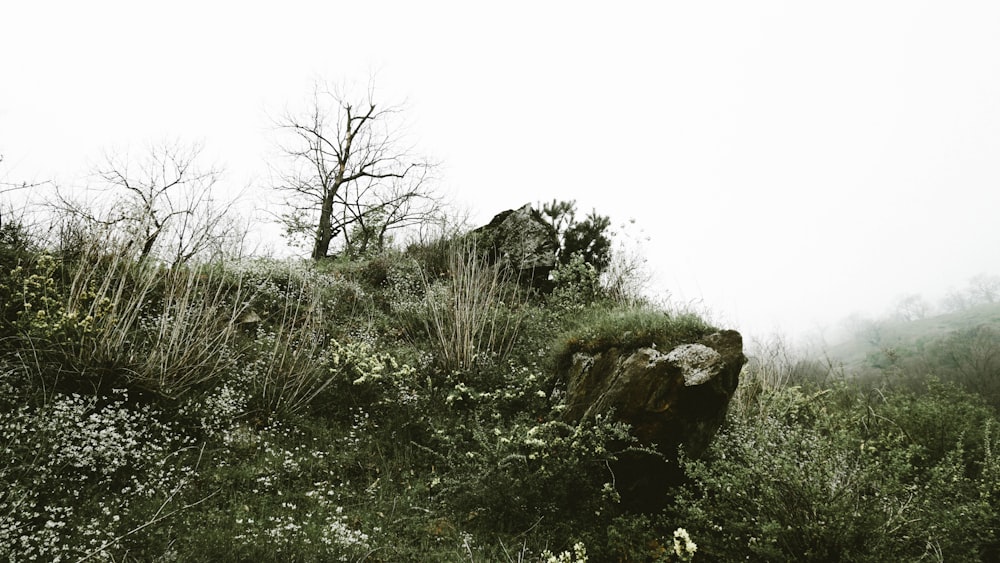 a rocky outcropping on a foggy day