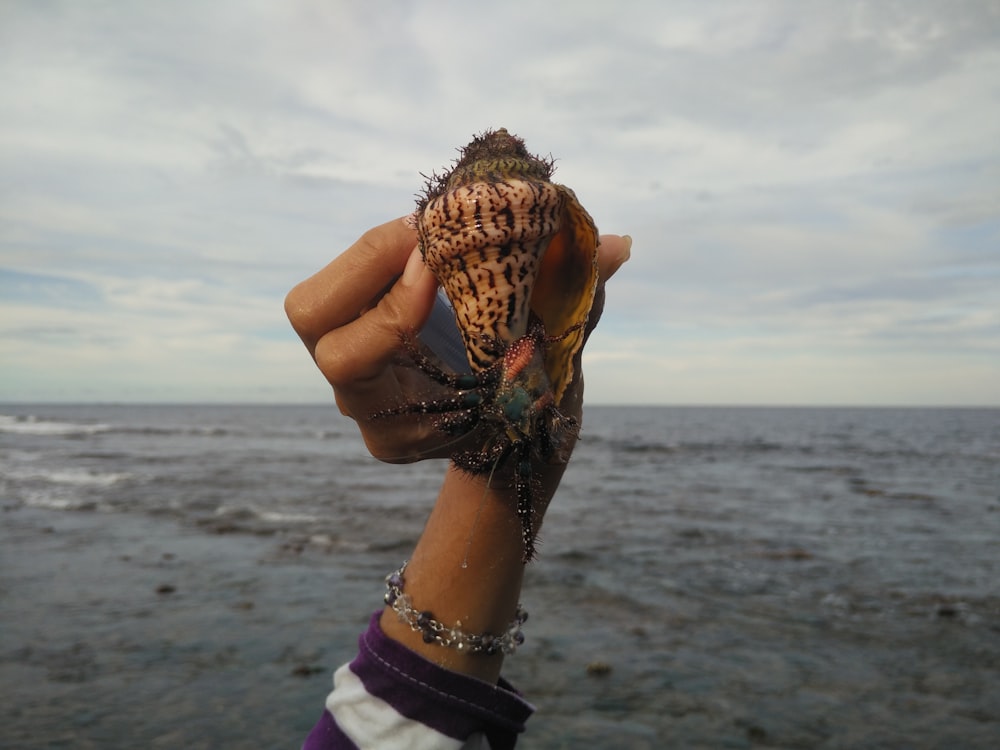 person holding brown sea creature