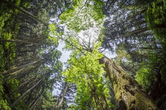 low angle photography of green trees during daytime