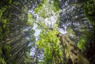 low angle photography of green trees during daytime
