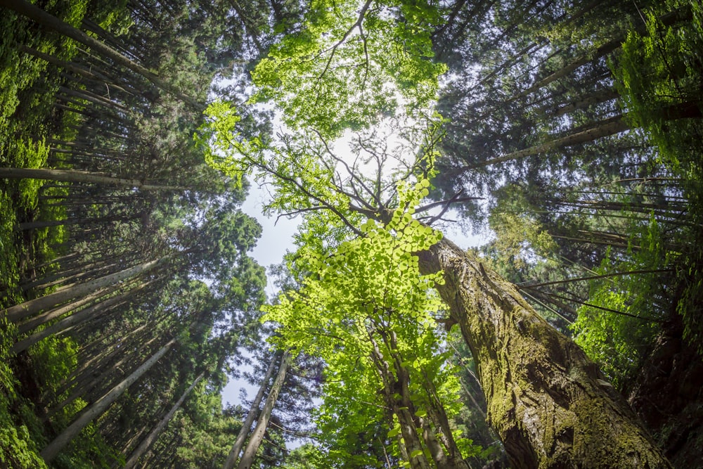 Photographie en contre-plongée d’arbres verts pendant la journée
