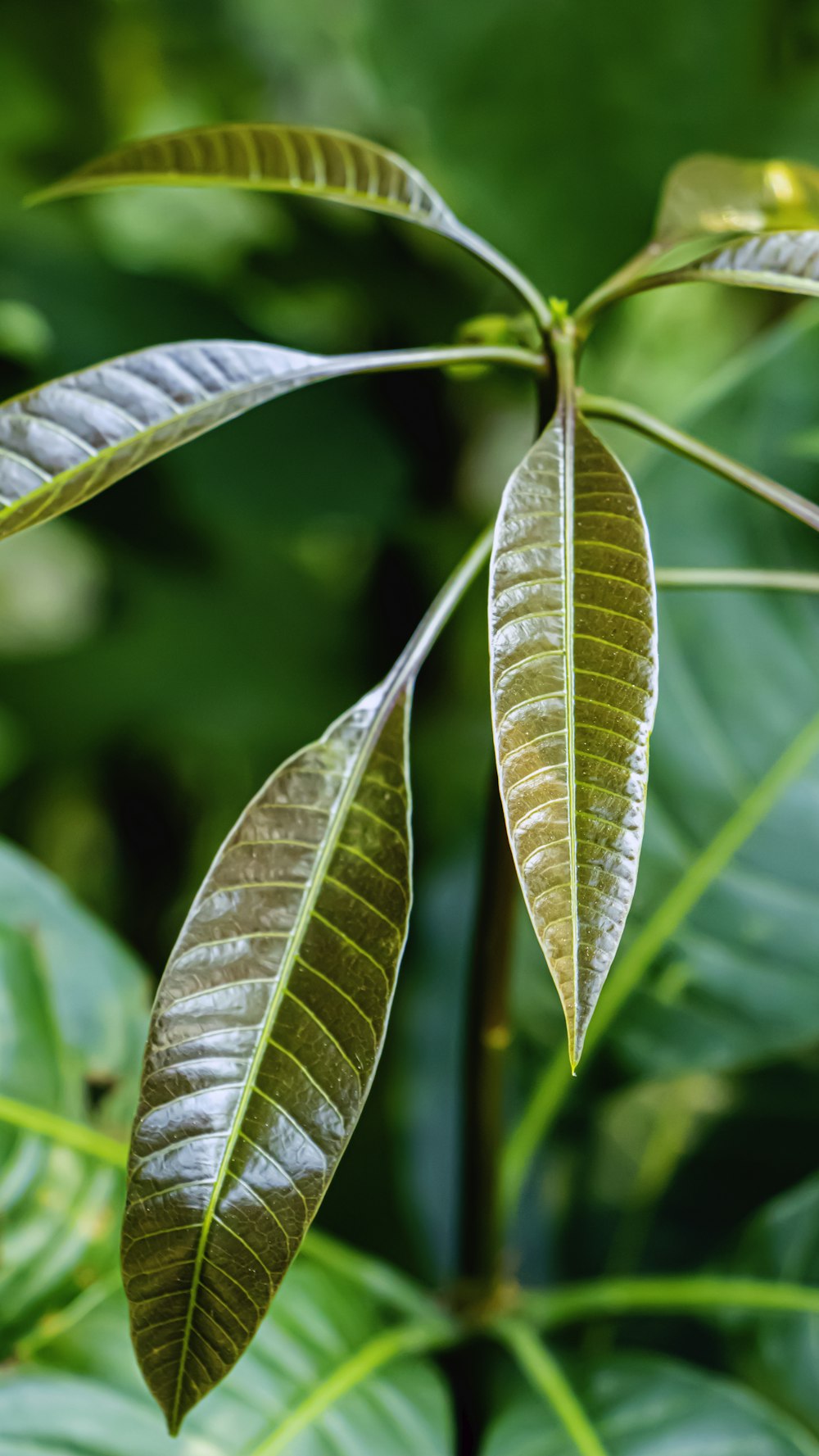 green leaves in macro lens