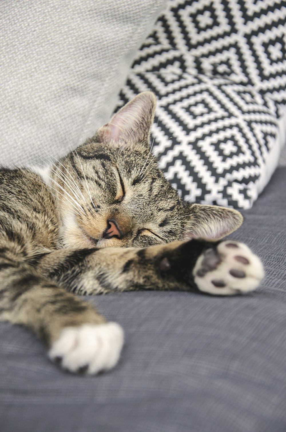 brown tabby cat lying on white and black textile