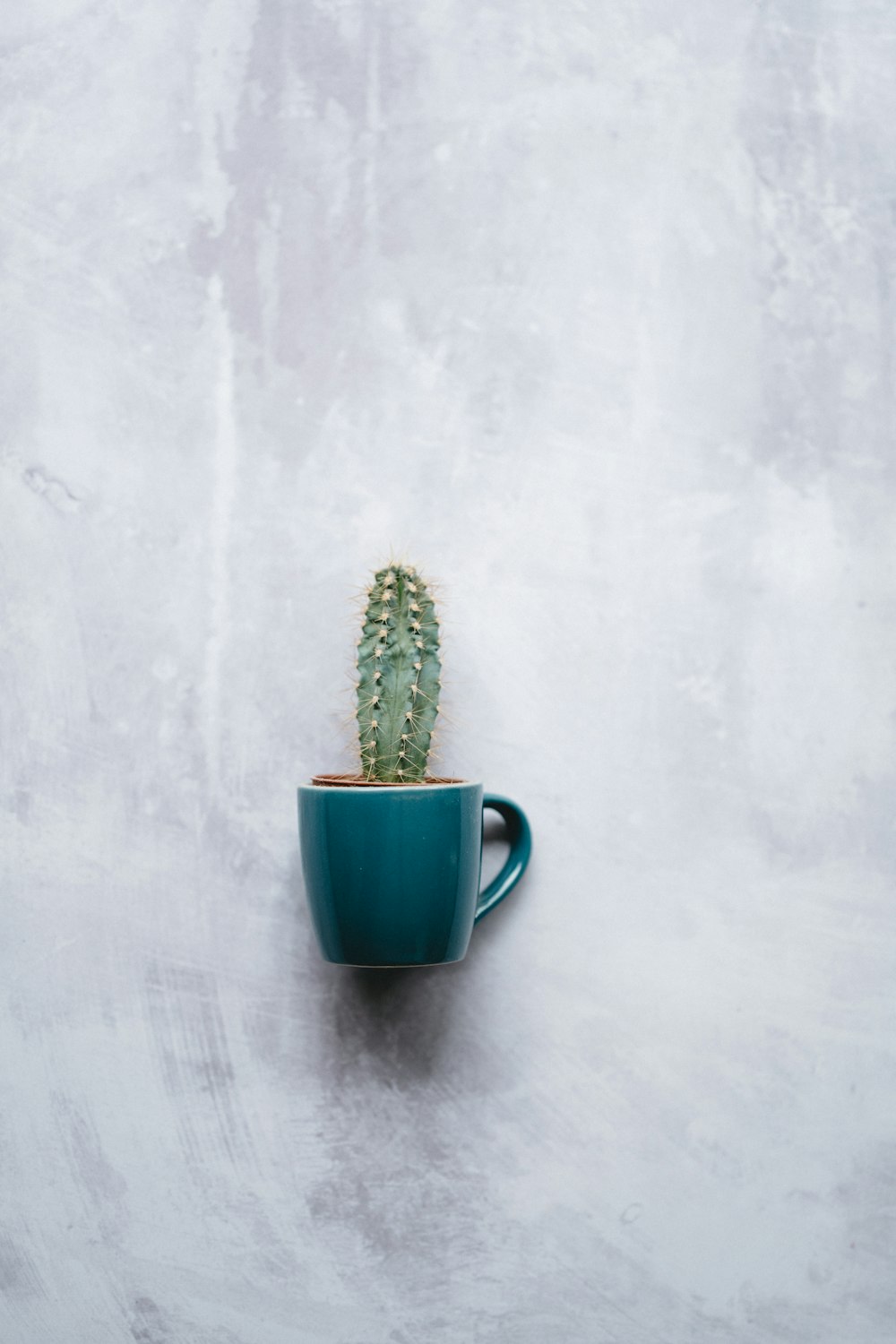 green cactus in blue ceramic mug