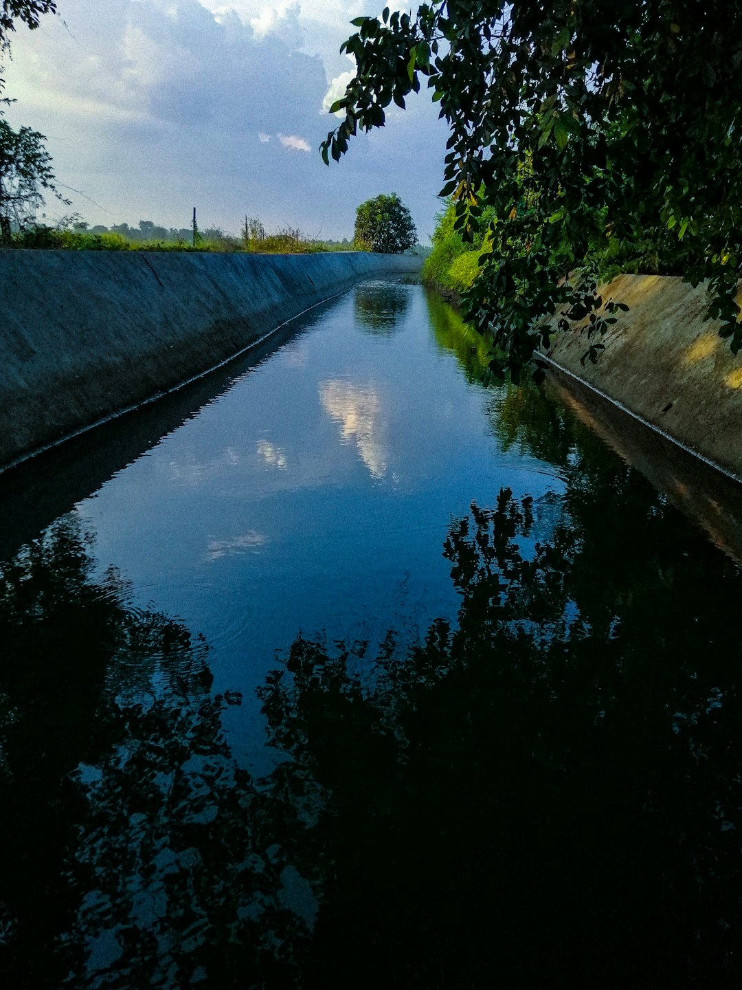 green trees beside river during daytime