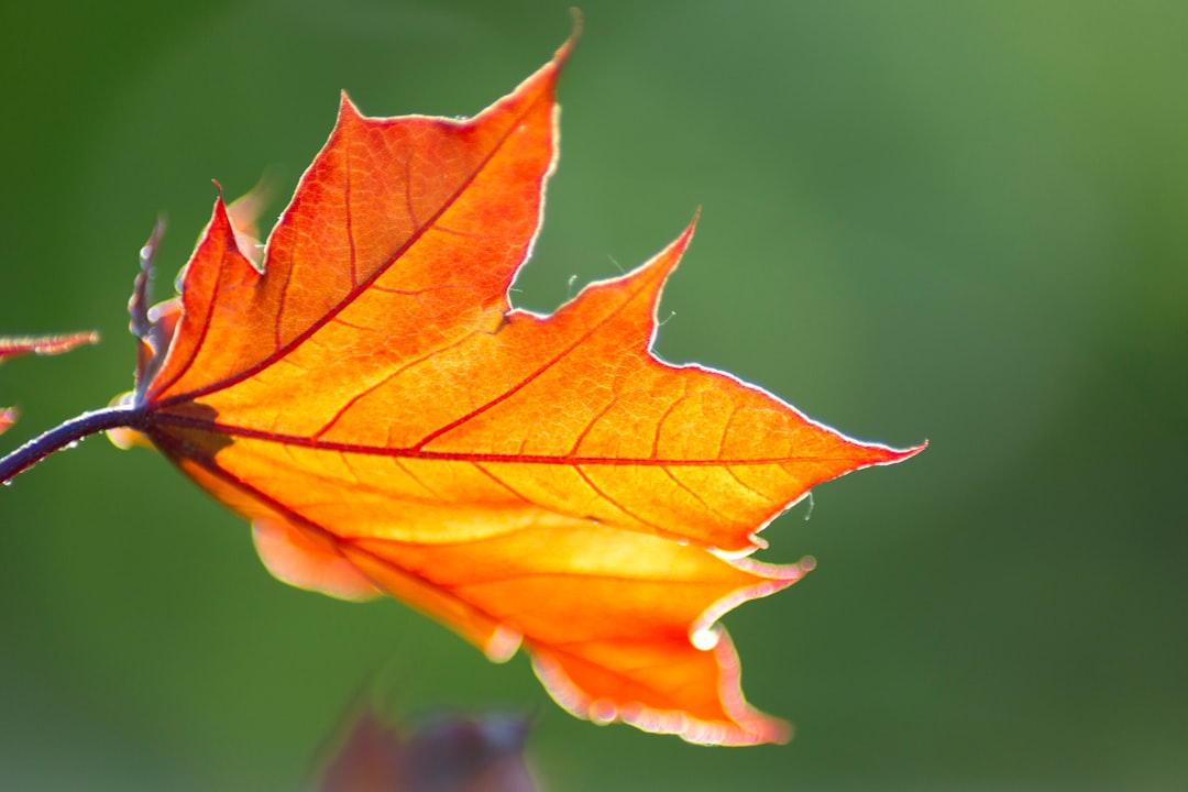 yellow and red maple leaf