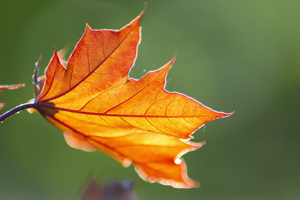 yellow and red maple leaf