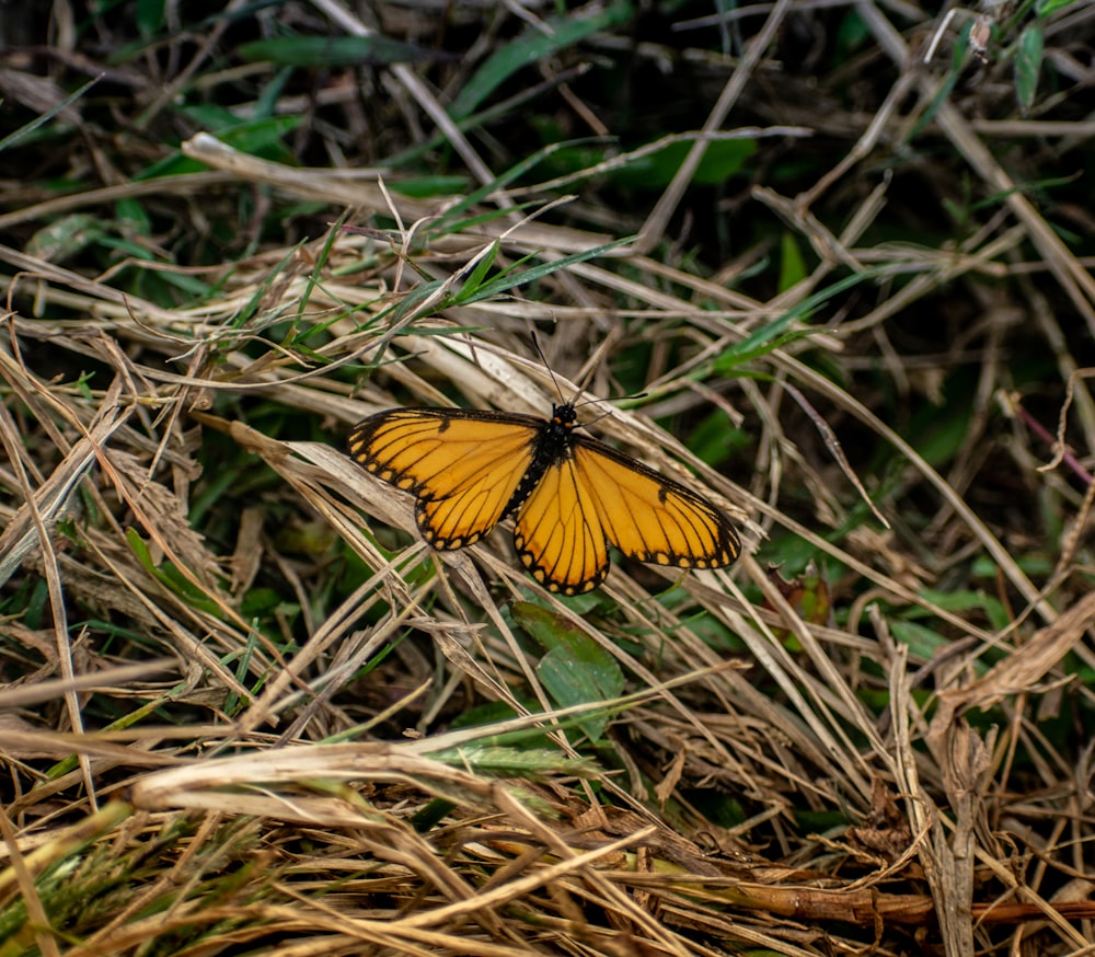 yellow and black butterfly on green grass during daytime