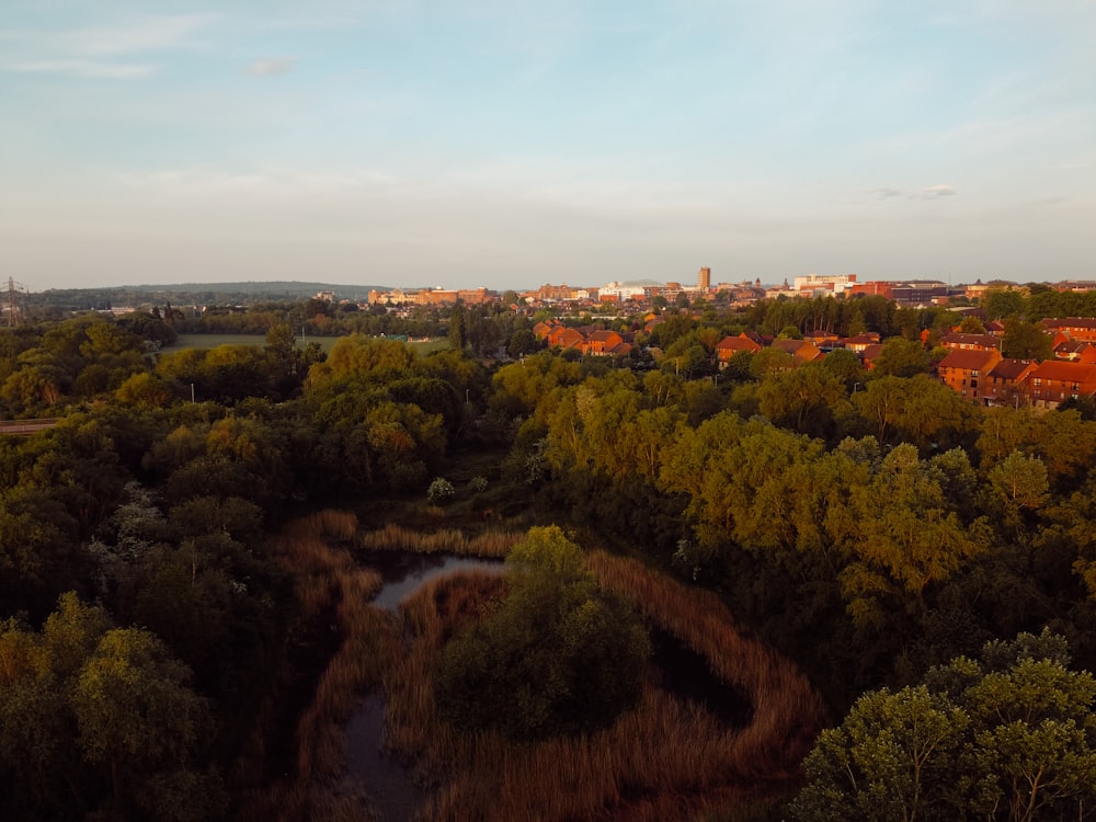 árvores verdes e campo marrom durante o dia