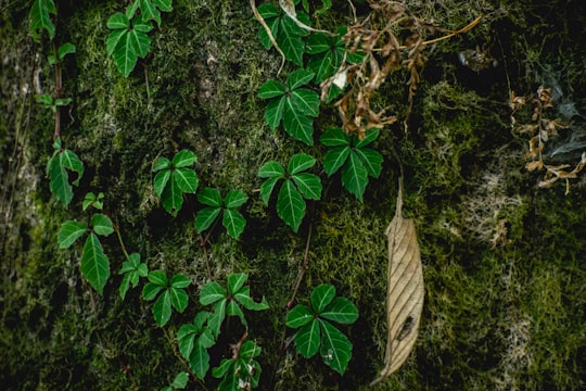 brown dried leaf on green leaves in Kurseong India