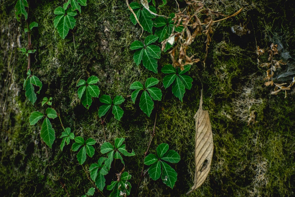 brown dried leaf on green leaves