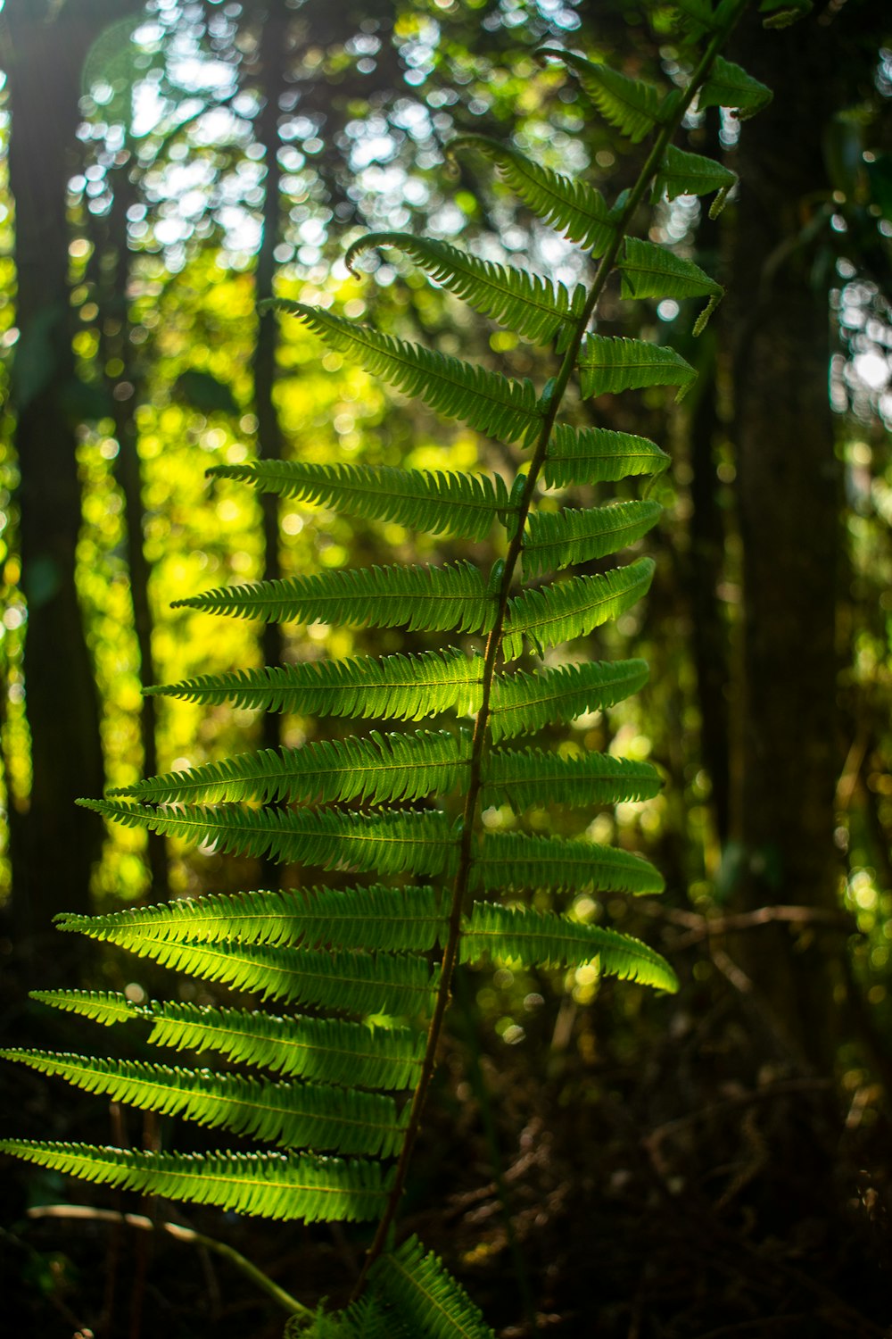 green fern plant in close up photography