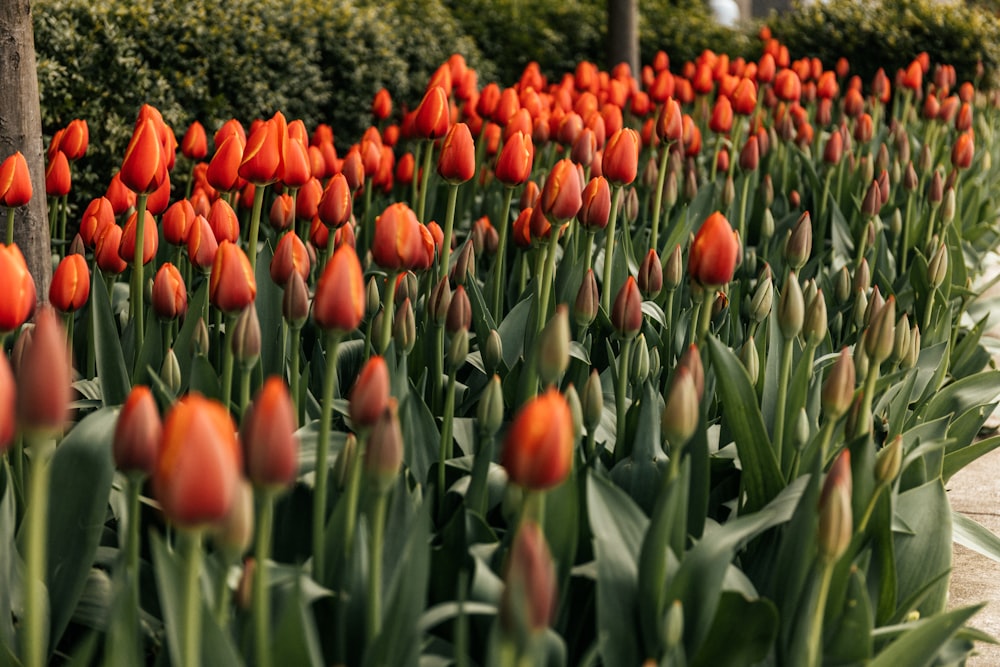 red tulips field during daytime