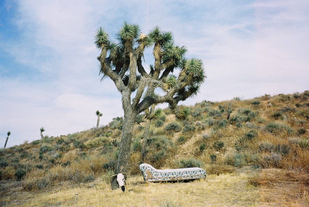 man and woman sitting on bench near green tree during daytime