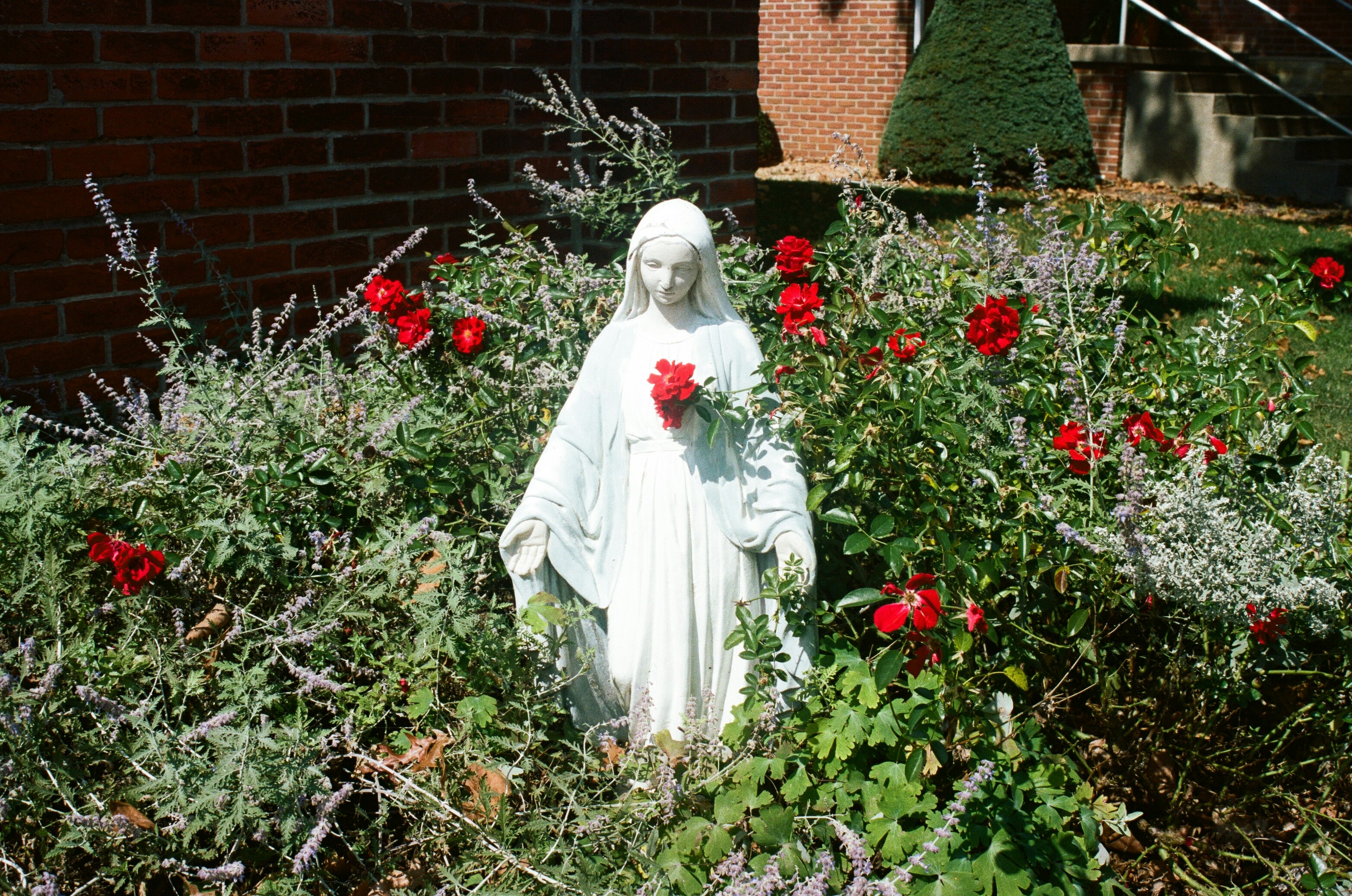 woman in white dress standing on red flower field during daytime