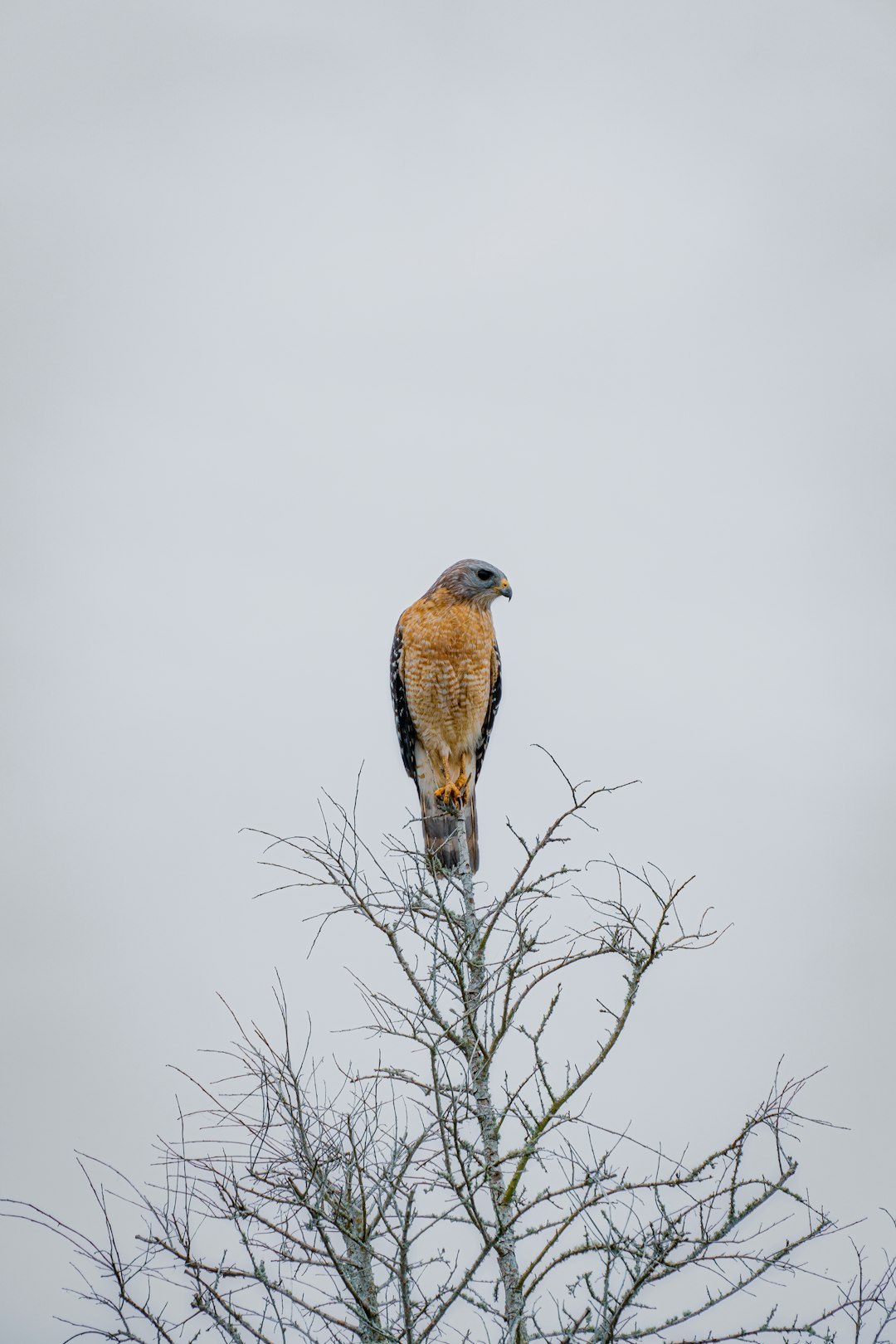  brown and black bird on tree branch hawk