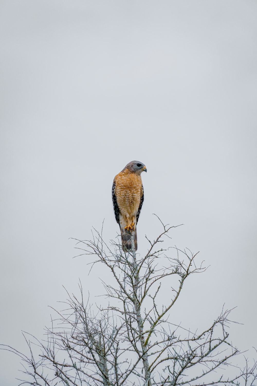 brown and black bird on tree branch