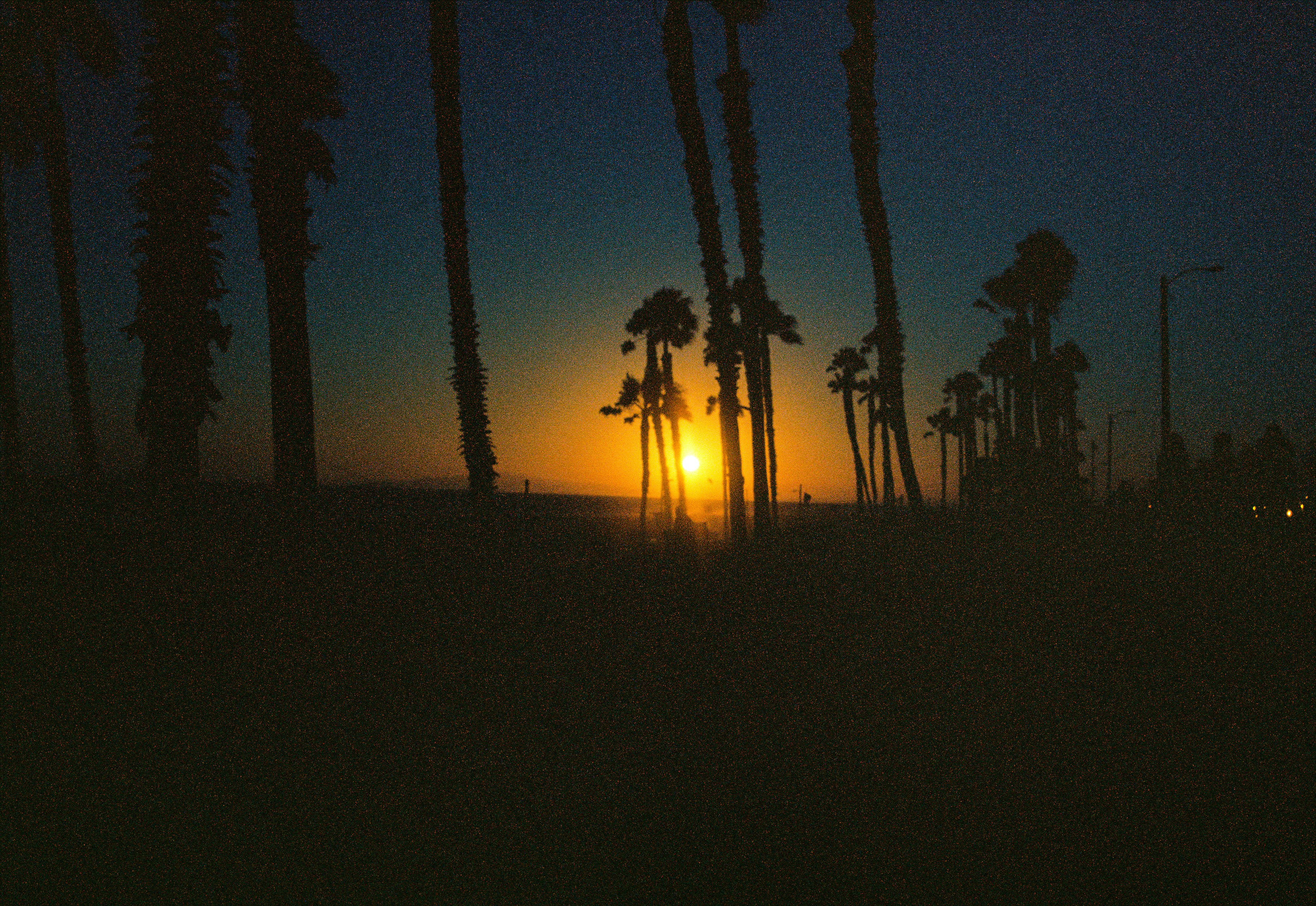 silhouette of people standing near trees during night time