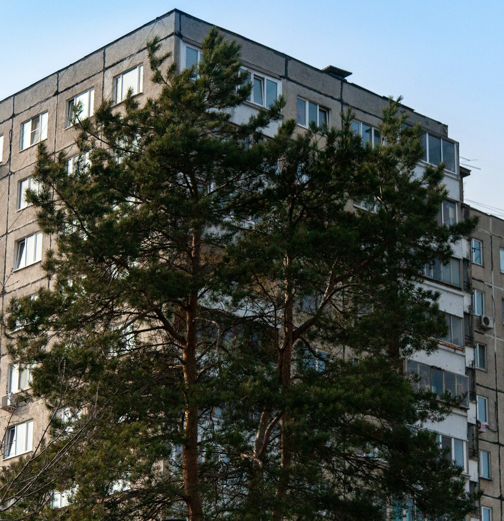 green tree near white concrete building during daytime