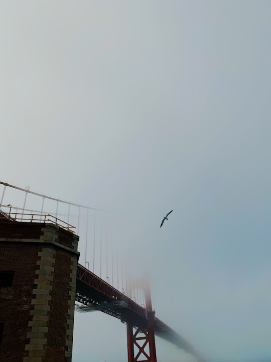 bird flying over the bridge in Golden Gate Bridge United States
