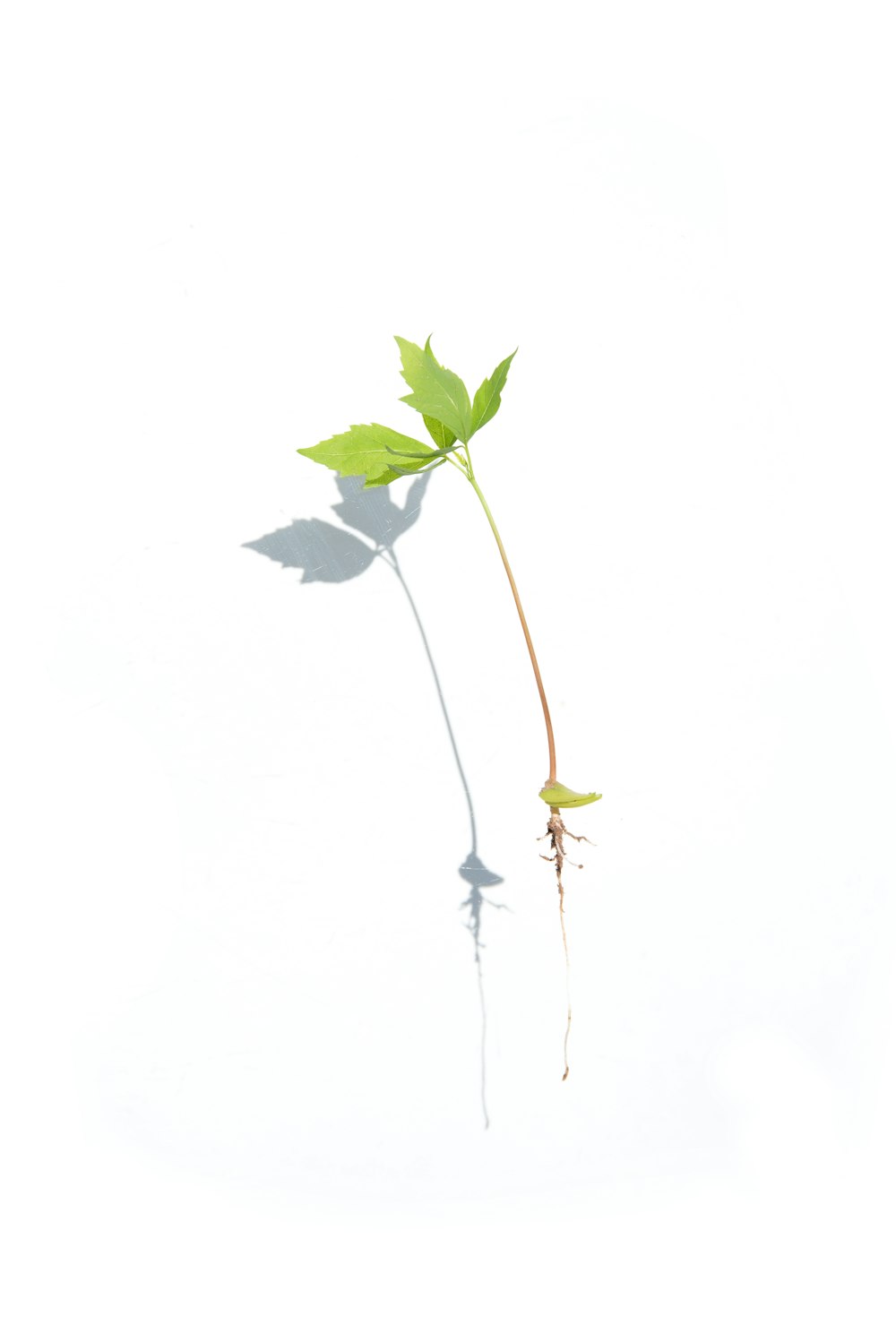 green leaf on white background