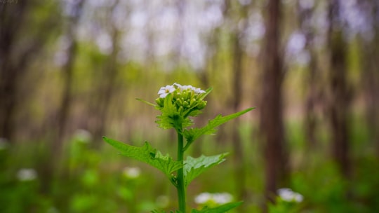 green flower bud in tilt shift lens in Wisconsin United States