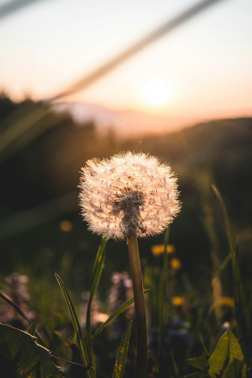 white dandelion in close up photography