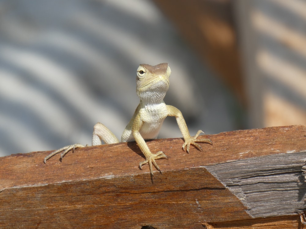 blue and white lizard on brown wooden surface