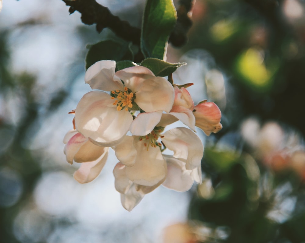 Flor blanca en lente de cambio de inclinación