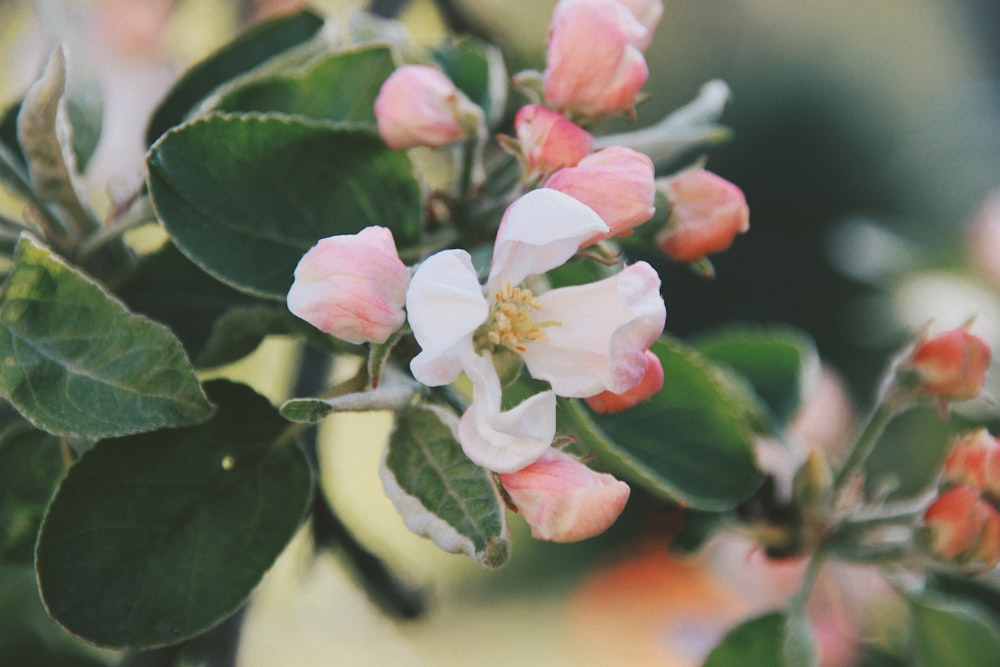 fiore bianco e rosa con lente tilt shift