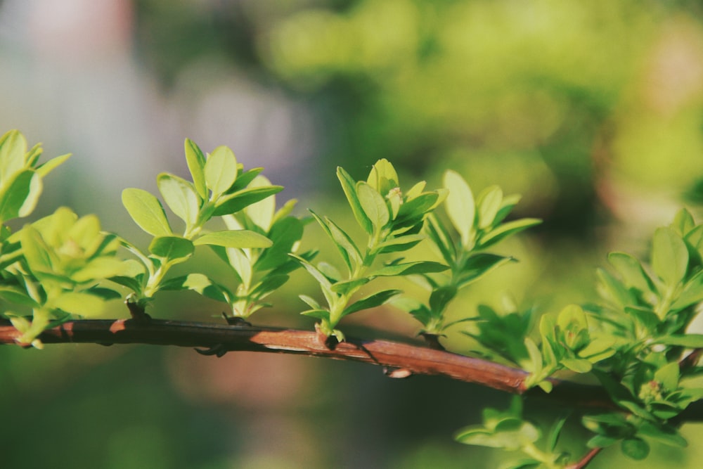 green leaves on brown branch