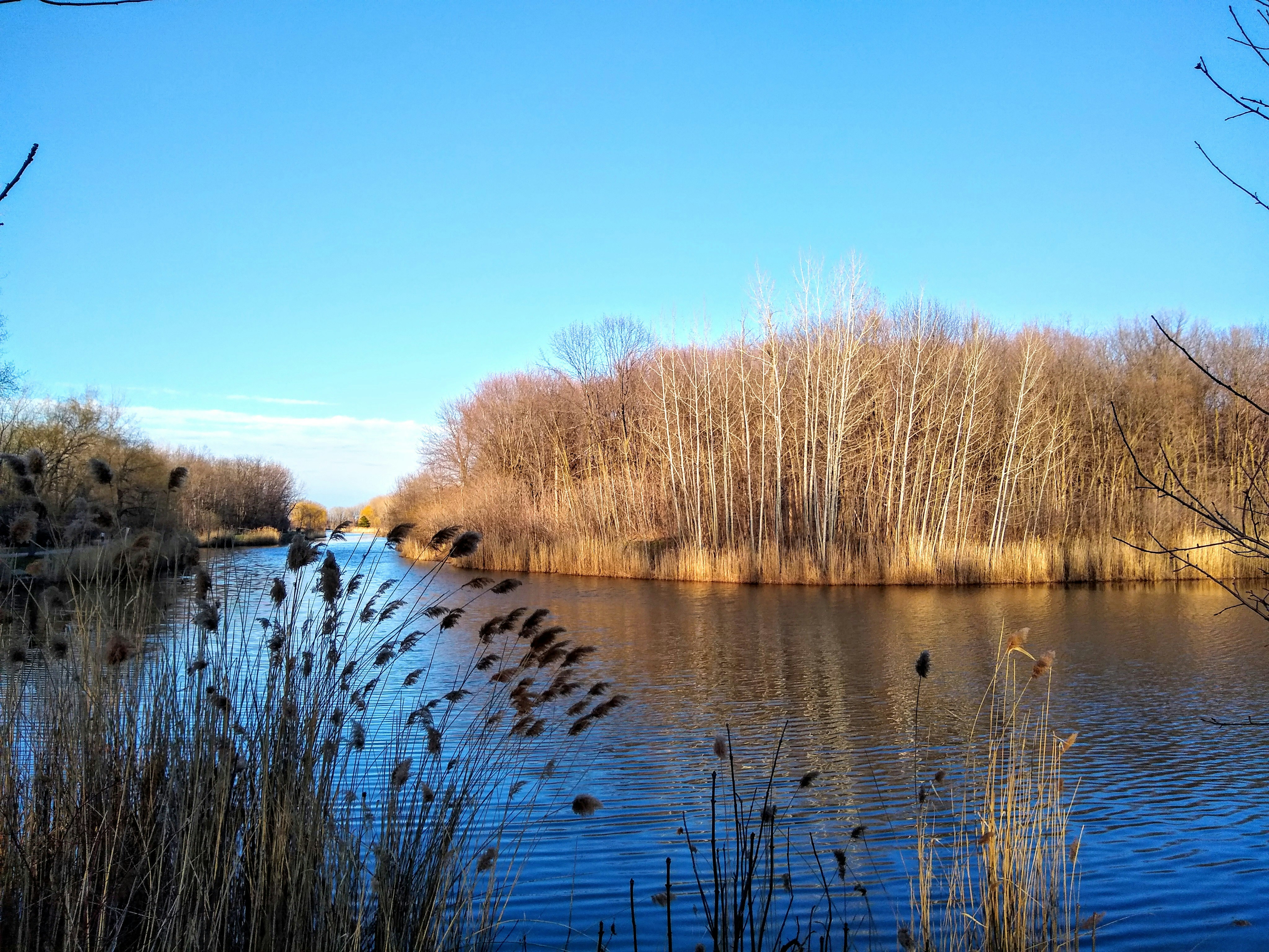 brown trees beside river under blue sky during daytime