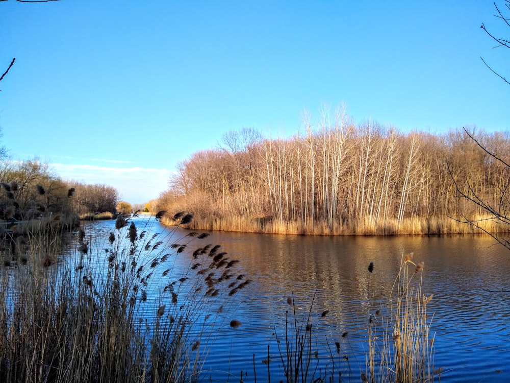 brown trees beside river under blue sky during daytime