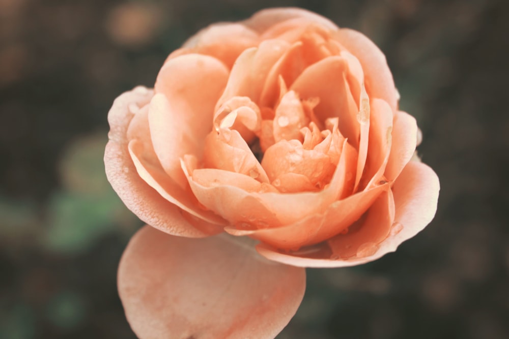 orange rose in bloom during daytime