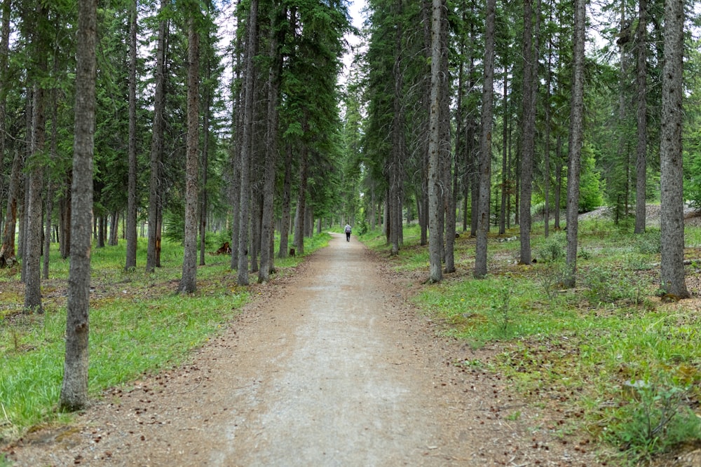 persona in giacca bianca che cammina sul sentiero tra gli alberi verdi durante il giorno