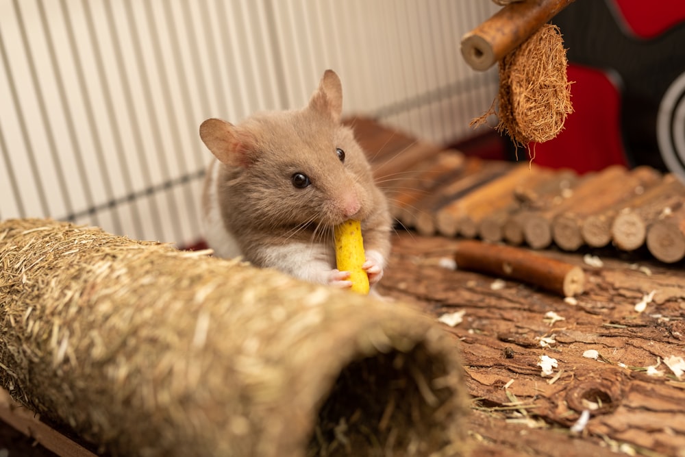 braune Maus auf braunem Holztisch