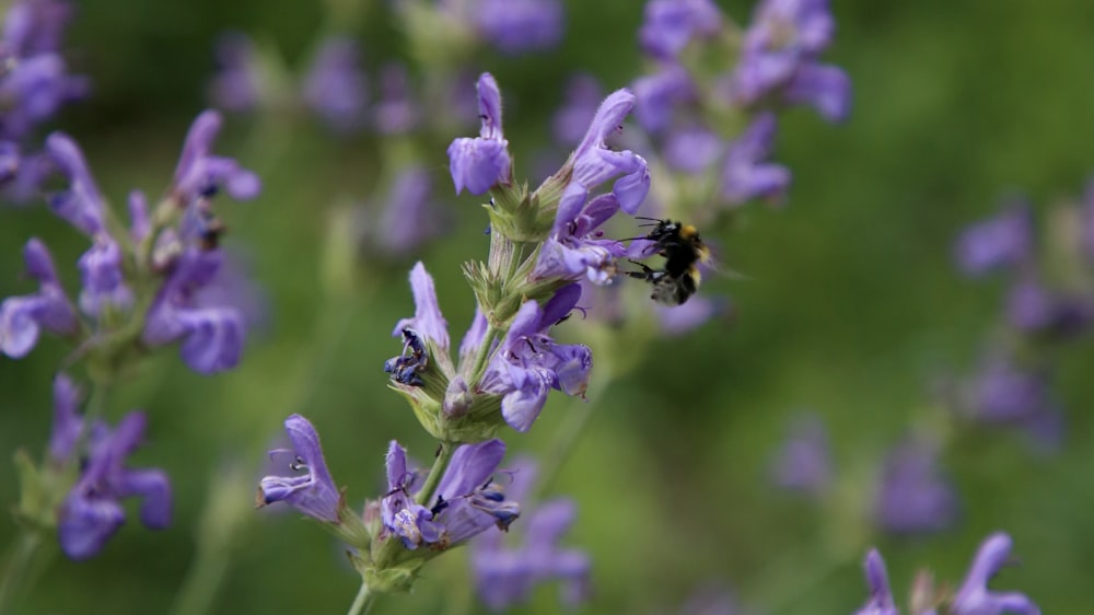 purple flower in tilt shift lens