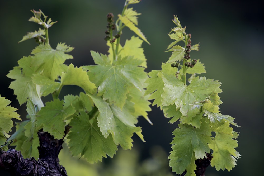 green and white maple leaf