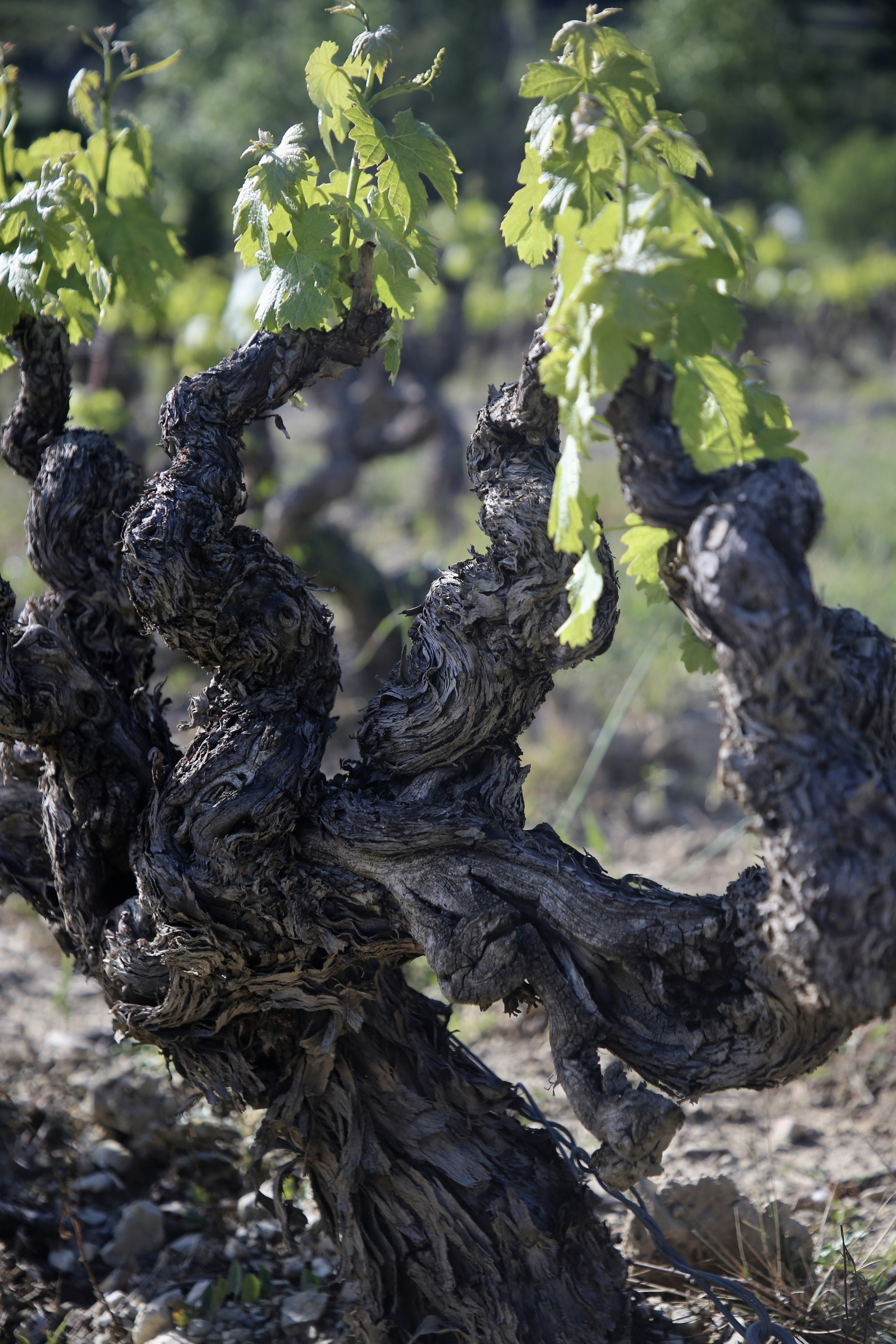 tronc d’arbre brun pendant la journée
