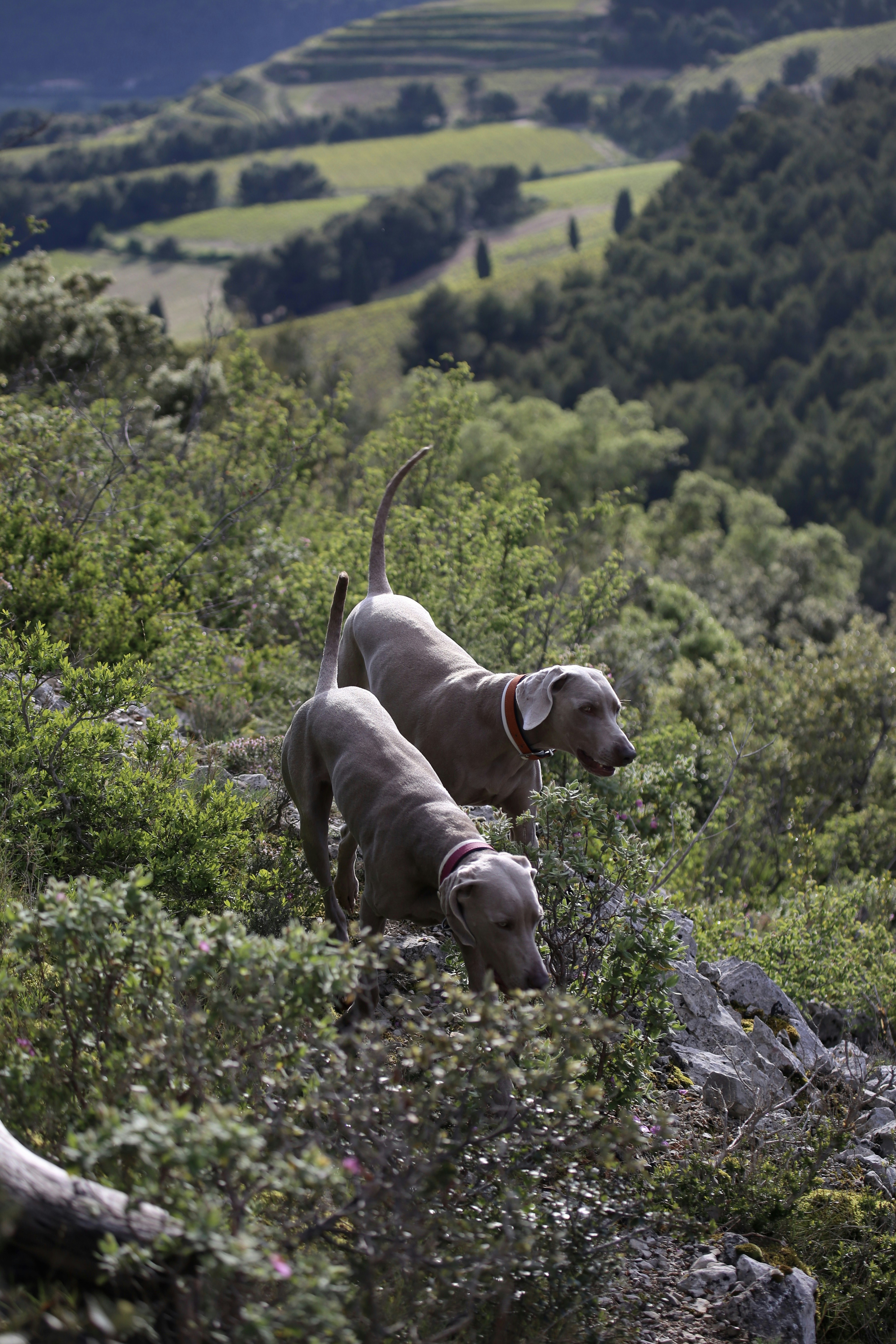 chien brun à poil court sur roche grise pendant la journée