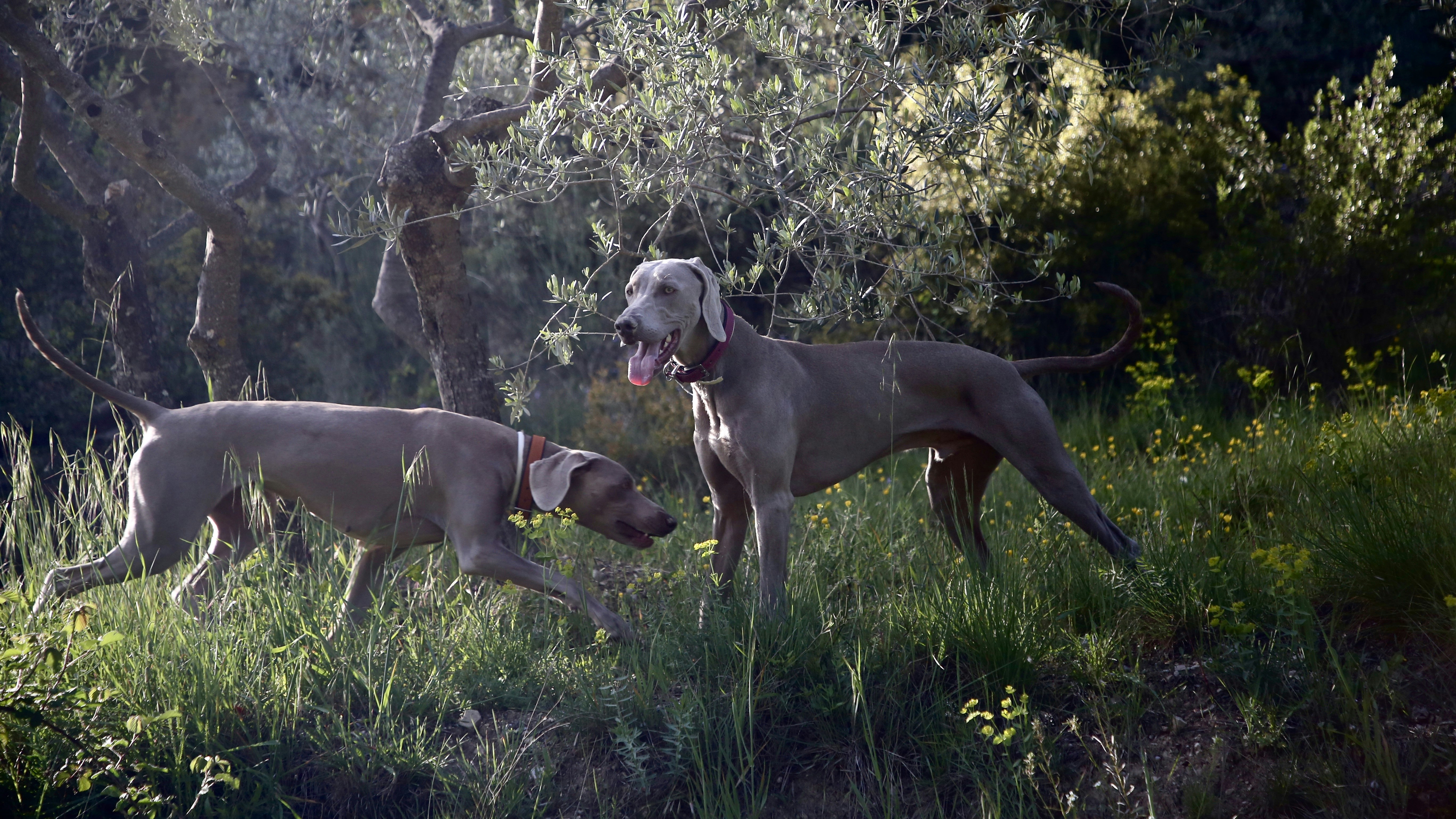 2 chiens gris à poil court sur un champ d’herbe verte pendant la journée