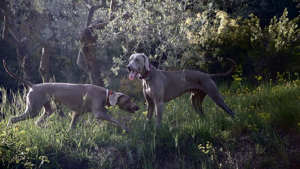 2 gray short coat dogs on green grass field during daytime