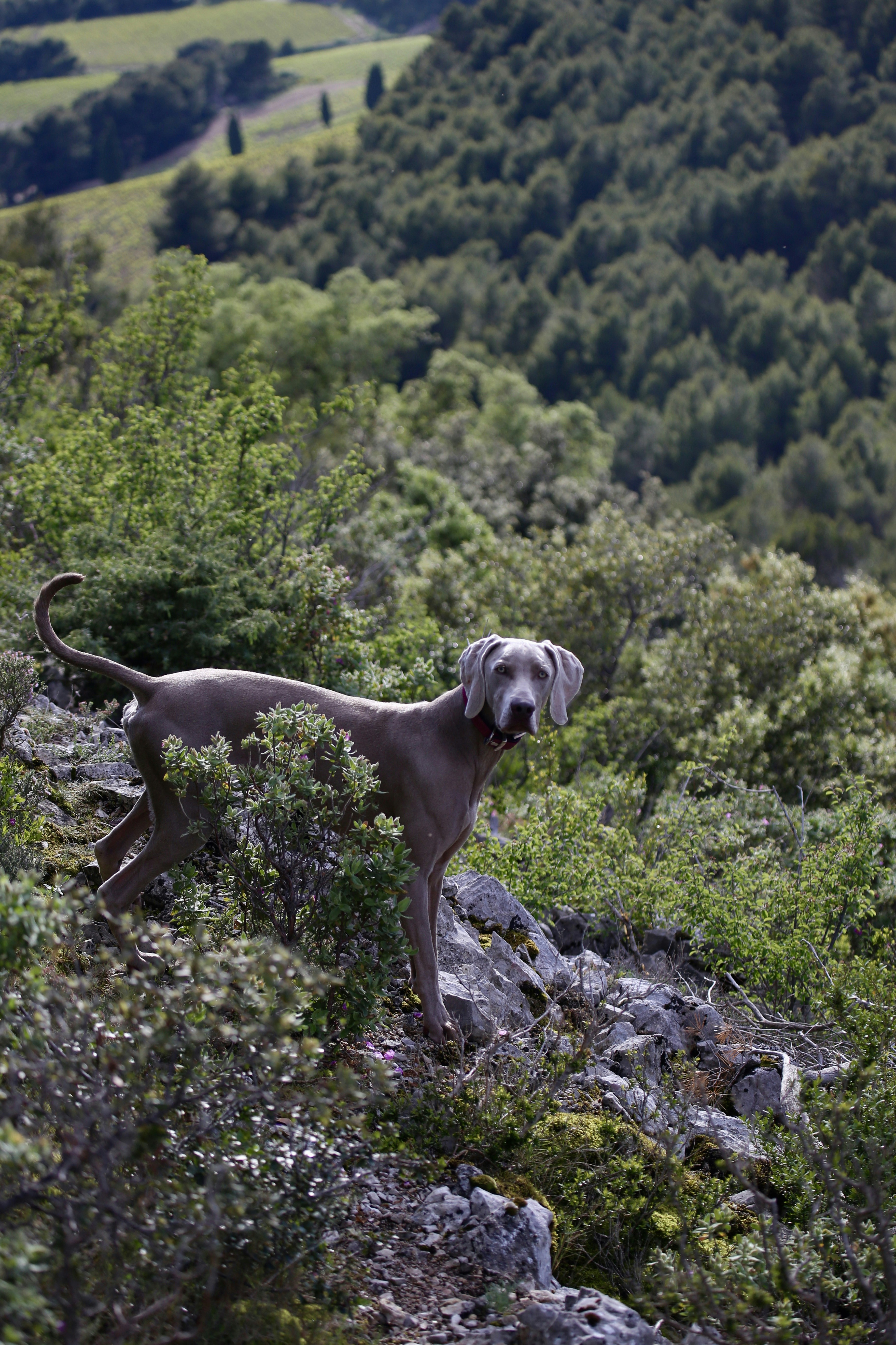 un chien debout dans l’herbe