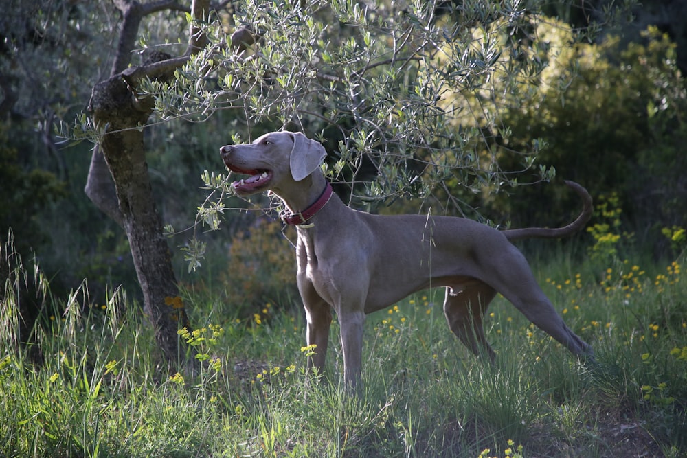 grauer kurzhaariger Hund tagsüber auf grünem Grasfeld