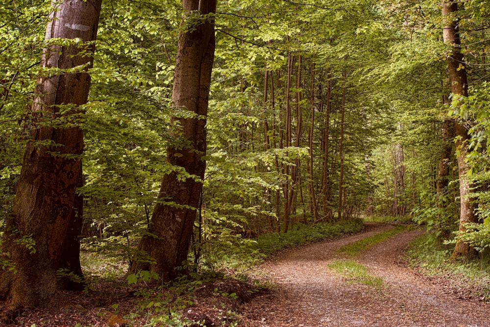 Grüne Bäume auf braunem Feldweg