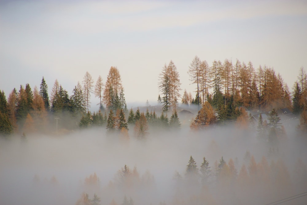 snow covered trees during daytime