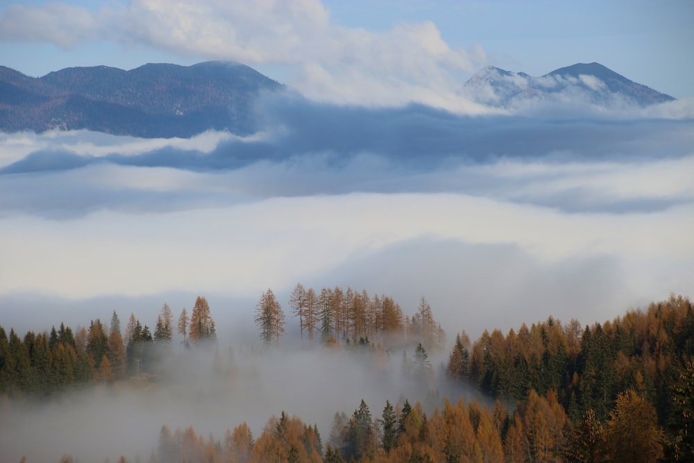 green trees on mountain under white clouds during daytime