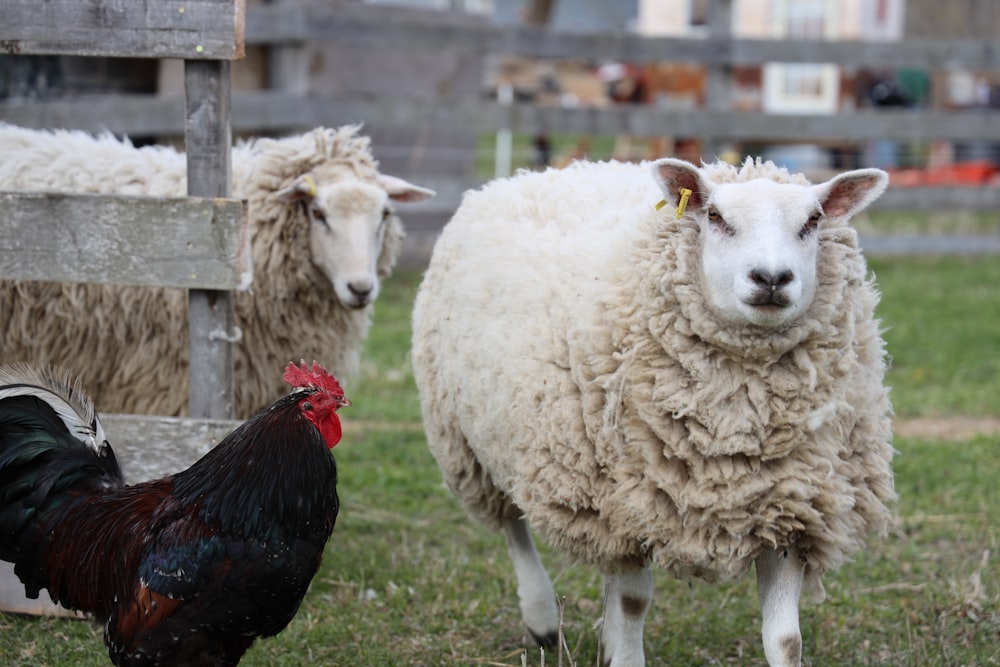 white sheep on green grass field during daytime